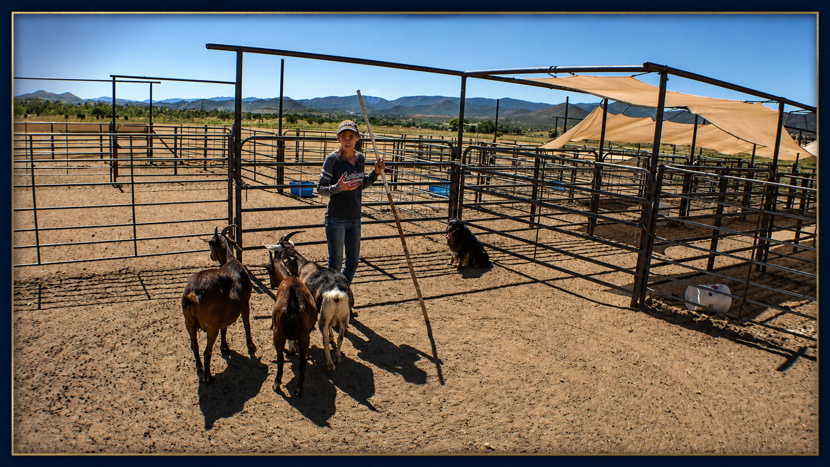 Stockdog handler working with a dog and goats at the PSR training facility in Arizona
