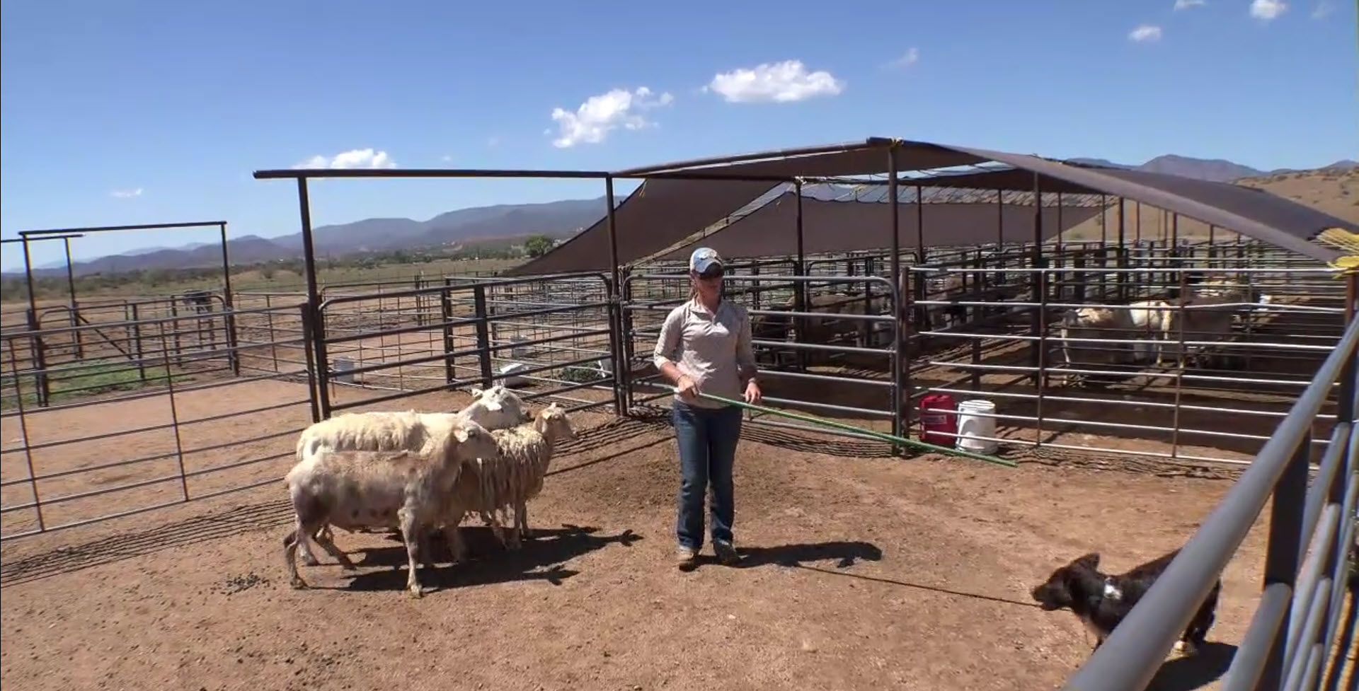 Handler, stockdog, and sheep at the PSR training pens with Dewey hills in the distance.